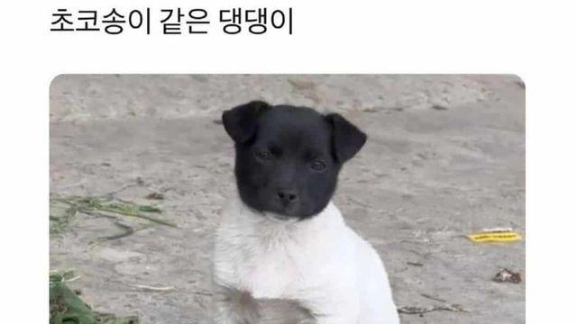 초코송이 댕댕이들,,