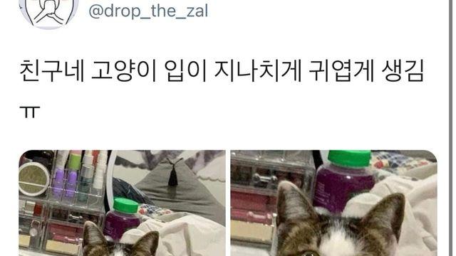 친구네 고양이 입이 지나치게 귀엽게 생김,,
