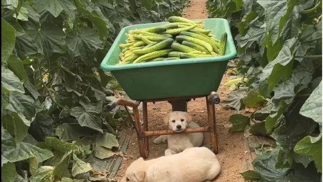 시골 강아지들이 살 찌는 이유		…