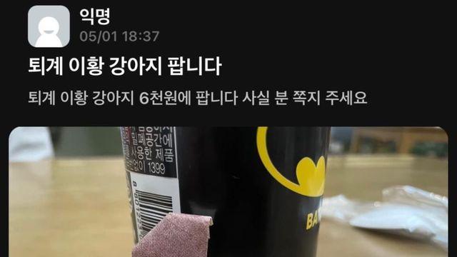퇴계이황 강아지 팝니다		…