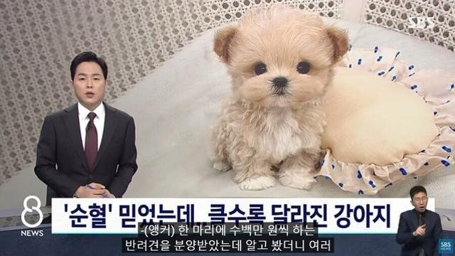 300만원에 건강한 강아지를 분양받은 사람		…