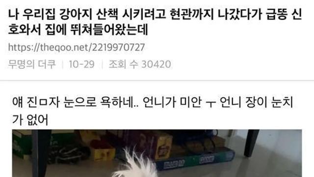 눈으로 욕하는 강아지		…