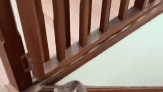 고양이한테 호랑이 필터 씌우기		…