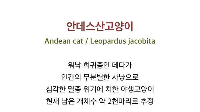 2500마리 남은 멸종위기의 안데스산 고양이ㄷㄷㄷ