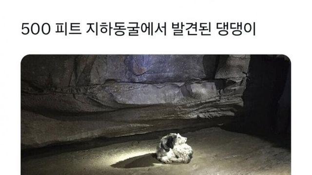 500피트 지하동굴에서 발견된 댕댕이.jpg
