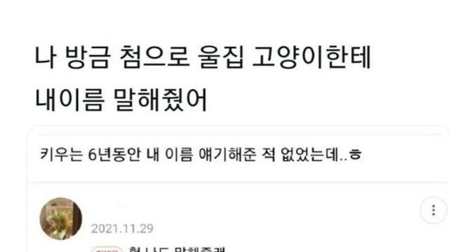 고양이 키운지 6년만에 깨달은 것.jpg