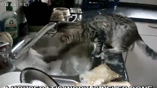 세제물과 냥이..