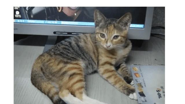 12년간 공장에서 키운 고양이		…