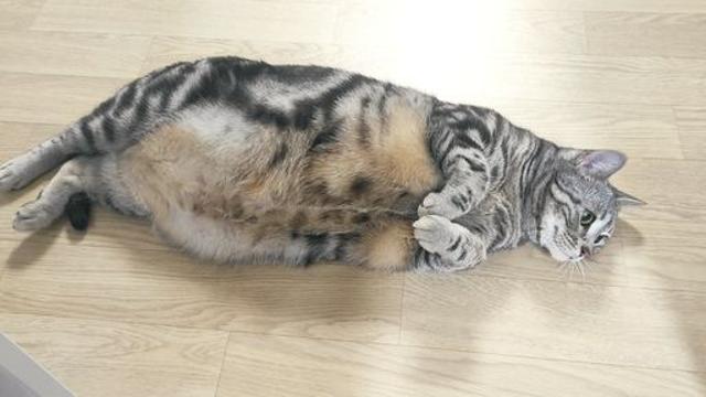 물범 같은 고양이.jpg		…