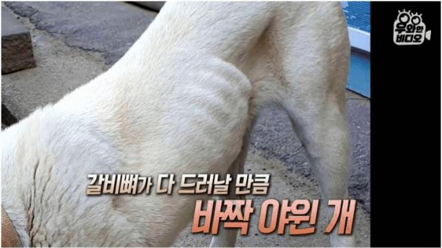 9일간 21km를 찾아온 강아지..