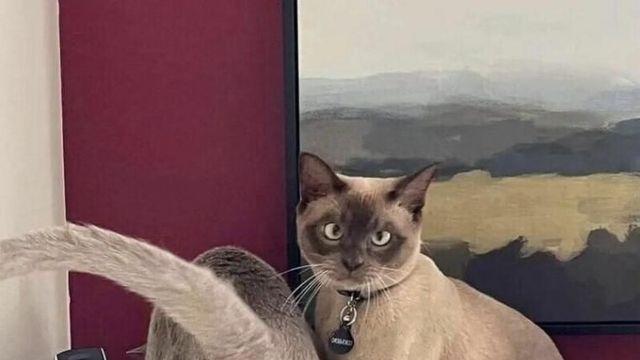 매너있는 고양이