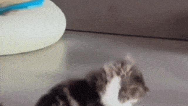 초보 엄마 냥이~ 어찌할 줄 모르네..