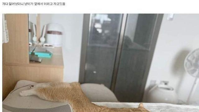 잘 때마다 녹아내리는 고양이.jpg		…