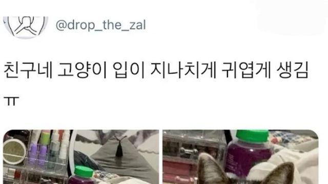 친구네 고양이 입이 지나치게 귀여움