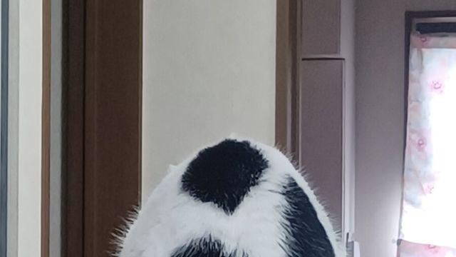 고양이 특.jpg
