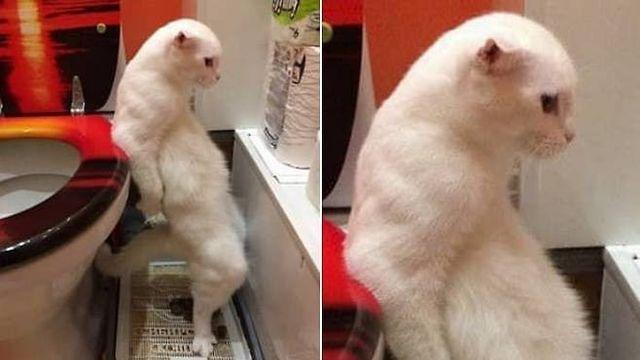 이상한자세로 볼일보는 냥이..