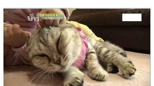 고양이 인터뷰하는 제작진		…