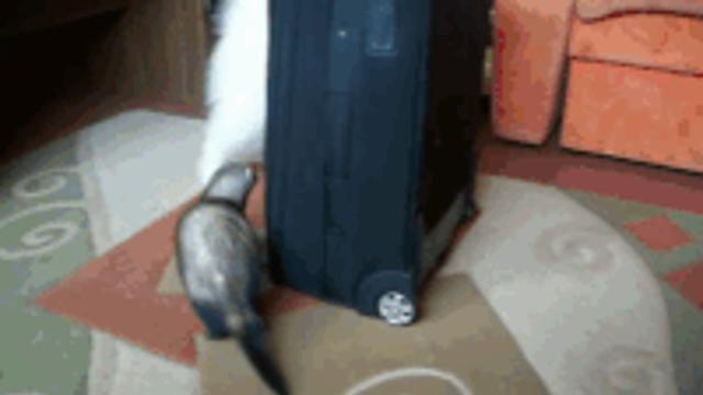 멍뭉이 vs 페럿.gif,,