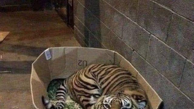 무료입니다 고양이 데리고 가세요