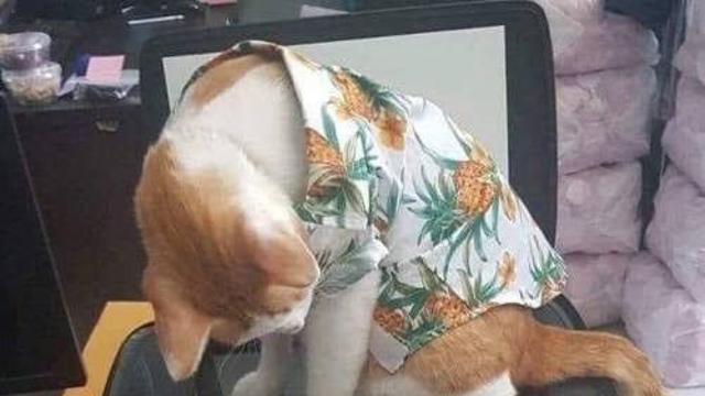 복사기 위에 앉은 고양이.jpg		…