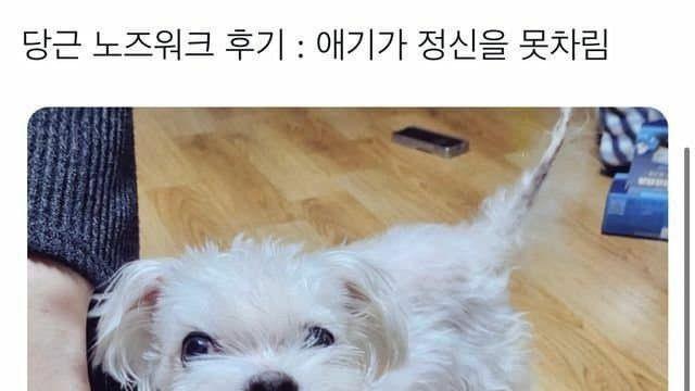 댕댕이 노즈워크 후기		…