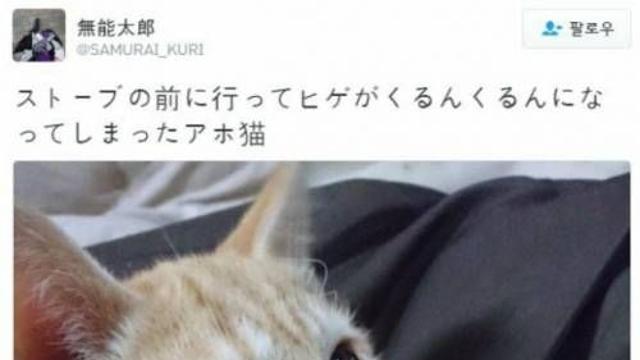 난로앞에 겁없이 다가간 냥이의 결말,,