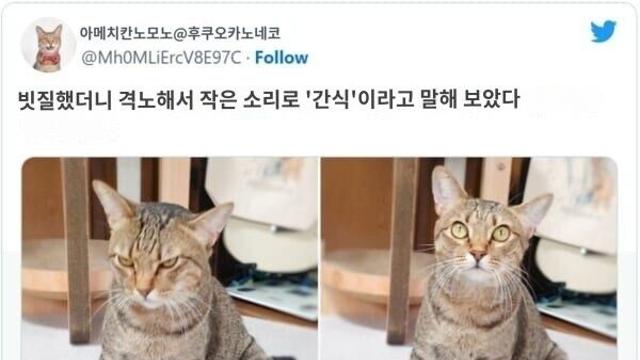 단어에 따른 냥이 표정변화..