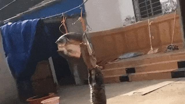 식사중인 냥이..