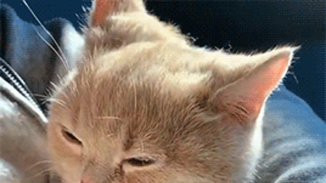 졸린 아기 냥이..