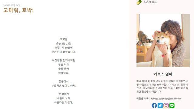 도지코인 강아지 무지개 다리 건넜음