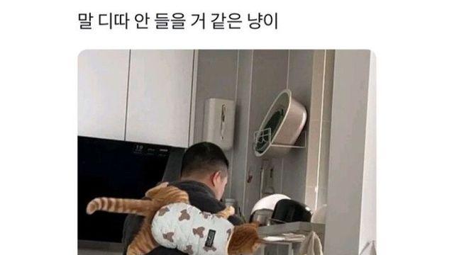 집사 난이도 별 다섯개 고양이