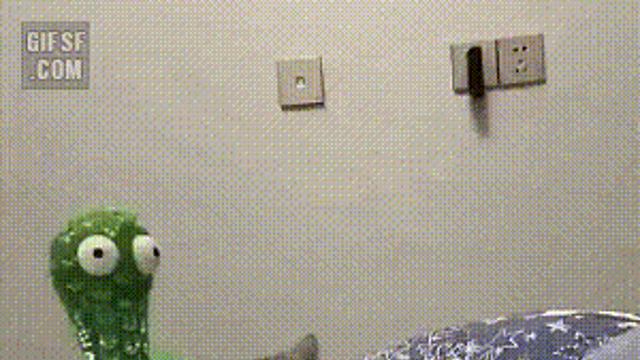 춤추는 선인장과 냥이..