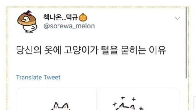 당신의 옷에 고양이가 털을 묻히는 이유		…