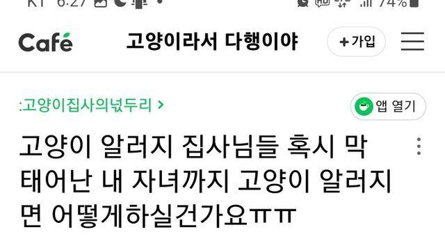 태어날 아이가 고양이 알러지가 있으면 어떻게 하실껀가요?		…