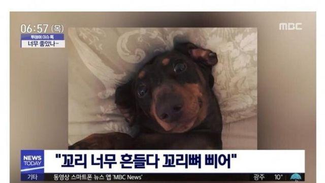 댕댕이도 코로나로 입원..