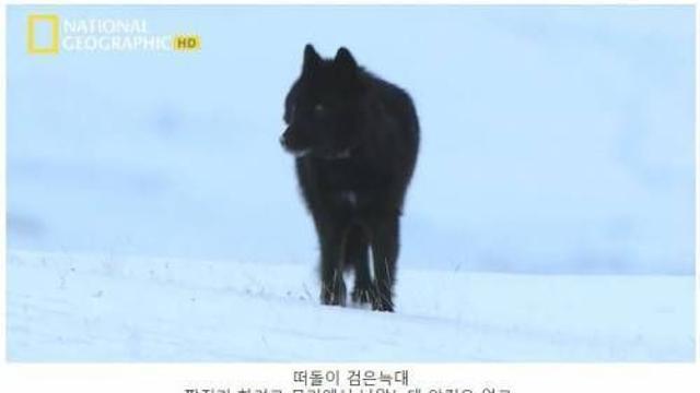검은 늑대의 사랑.jpg,,