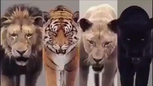 대형고양이과 동물 취향 4천왕.mp4