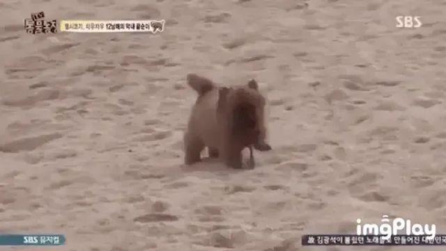 모래찜질하는 댕댕이들.gif		…