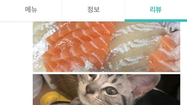 우리집 냥이도 보세요..