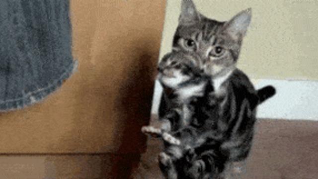 엄마냥이에게 잡혀가는 아기냥이,,