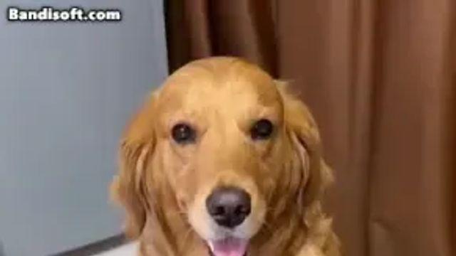 주인님 나도 해줘gif⋯