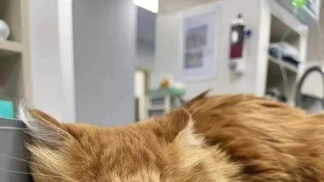 꿀벌 무서운 줄 모르다가 코알라됨,,