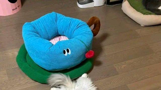 고양이 방석과 흰 깔개.jpg