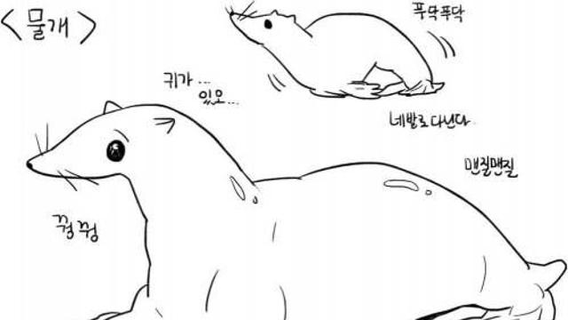 물개와 물범의 차이.jpg,,