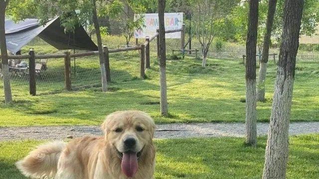 공원에서 가죽만 남은 개 발견한 댕댕이