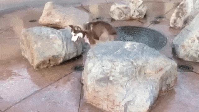 비데를 처음 써본 댕댕이,,