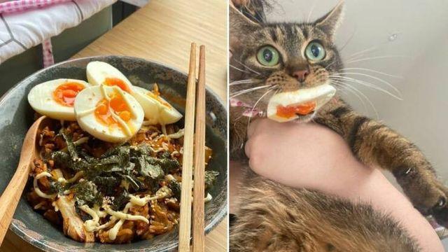 반숙 좋아하는 고양이