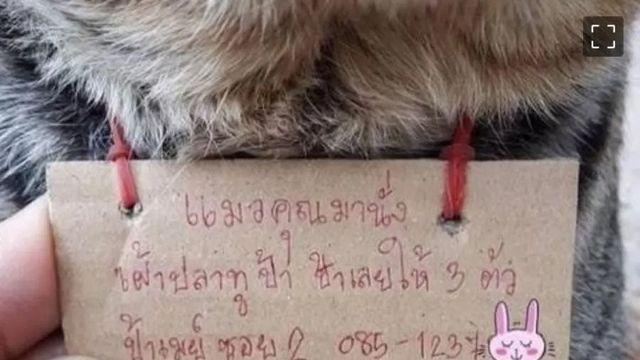 가출했다가 빚지고 돌아온 냥냥이