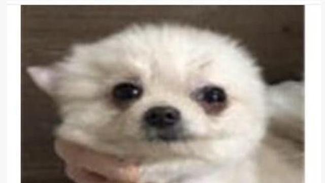 유기견 입양 전후 표정 변화		…
