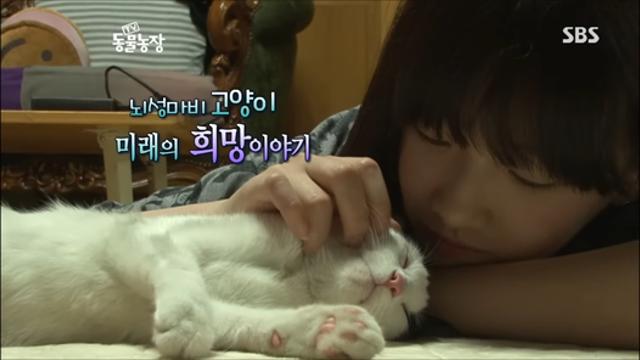 동물농장 나왔던 뇌성마비 고양이 고양이별로 떠남??!